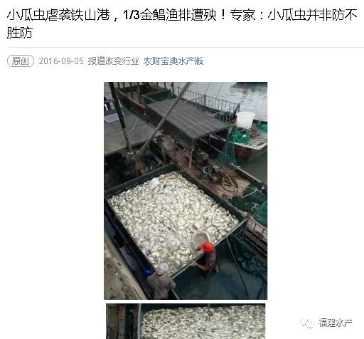 彻底清除小瓜虫,如何解决小瓜虫的妙招