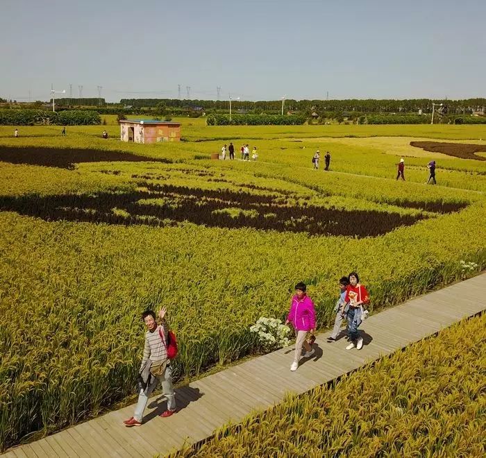沈阳稻梦空间稻田,沈阳稻梦空间