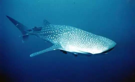 船宿潜水要什么水平,船宿潜水推荐