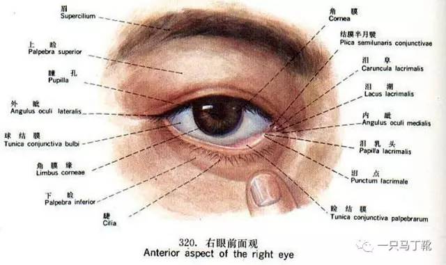 想让眼睛更有神,想让眼睛不肿做什么项目