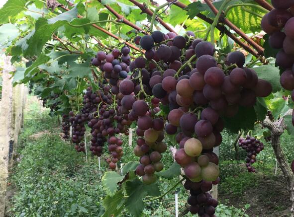 南江大峡谷体育公园,南江大峡谷游