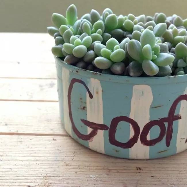 为什么韩国的多肉出名,韩国多肉为什么那么美