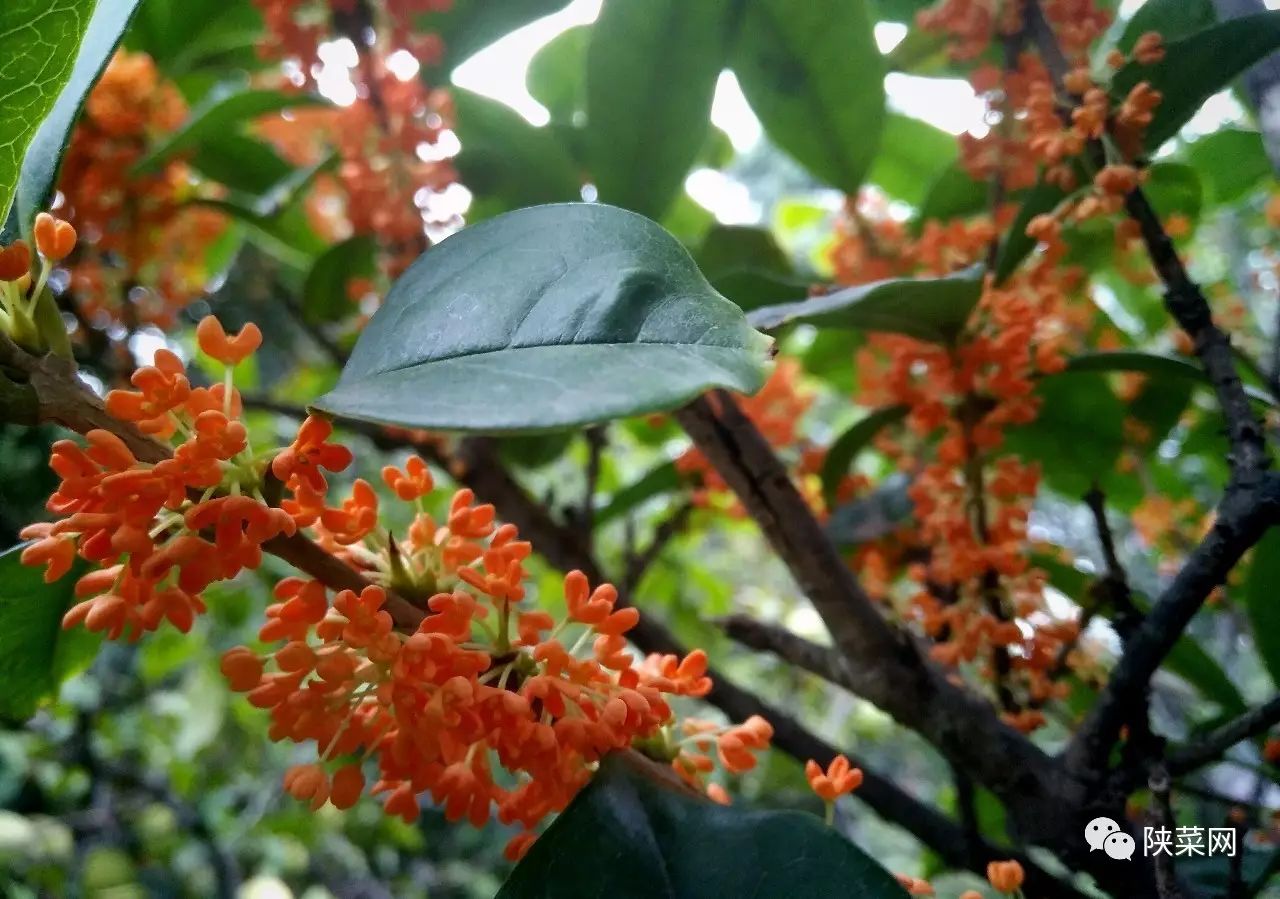 西安最好的陕菜在哪里,西安陕菜探店