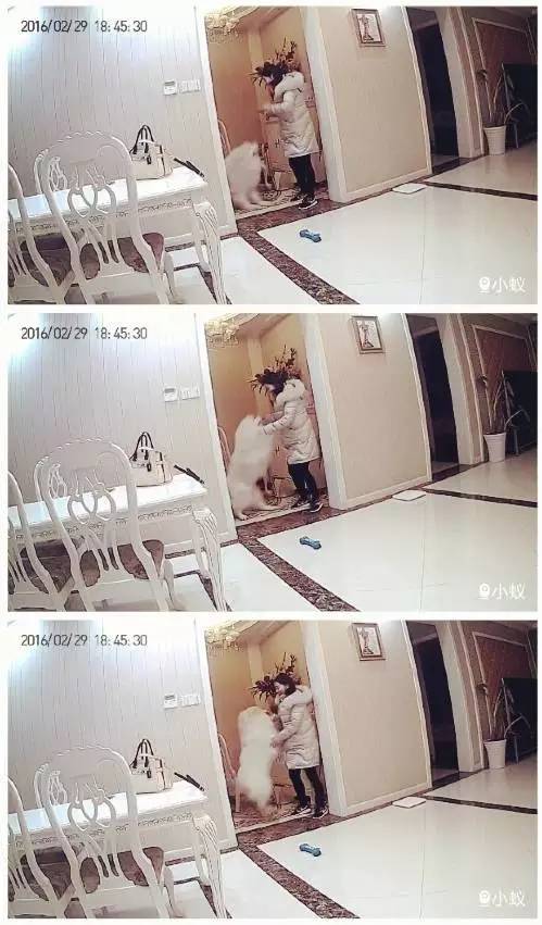 我不在的时候狗狗都在干什么,主人不在家狗狗都在干什么感人