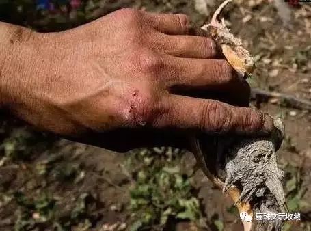 崖柏在文玩里的档次,真正的崖柏文玩