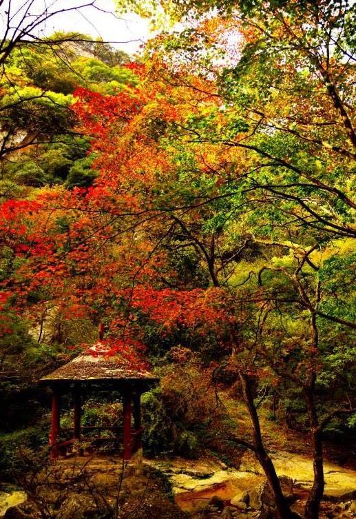 少华山红叶节完整视频,少华山红叶节开幕