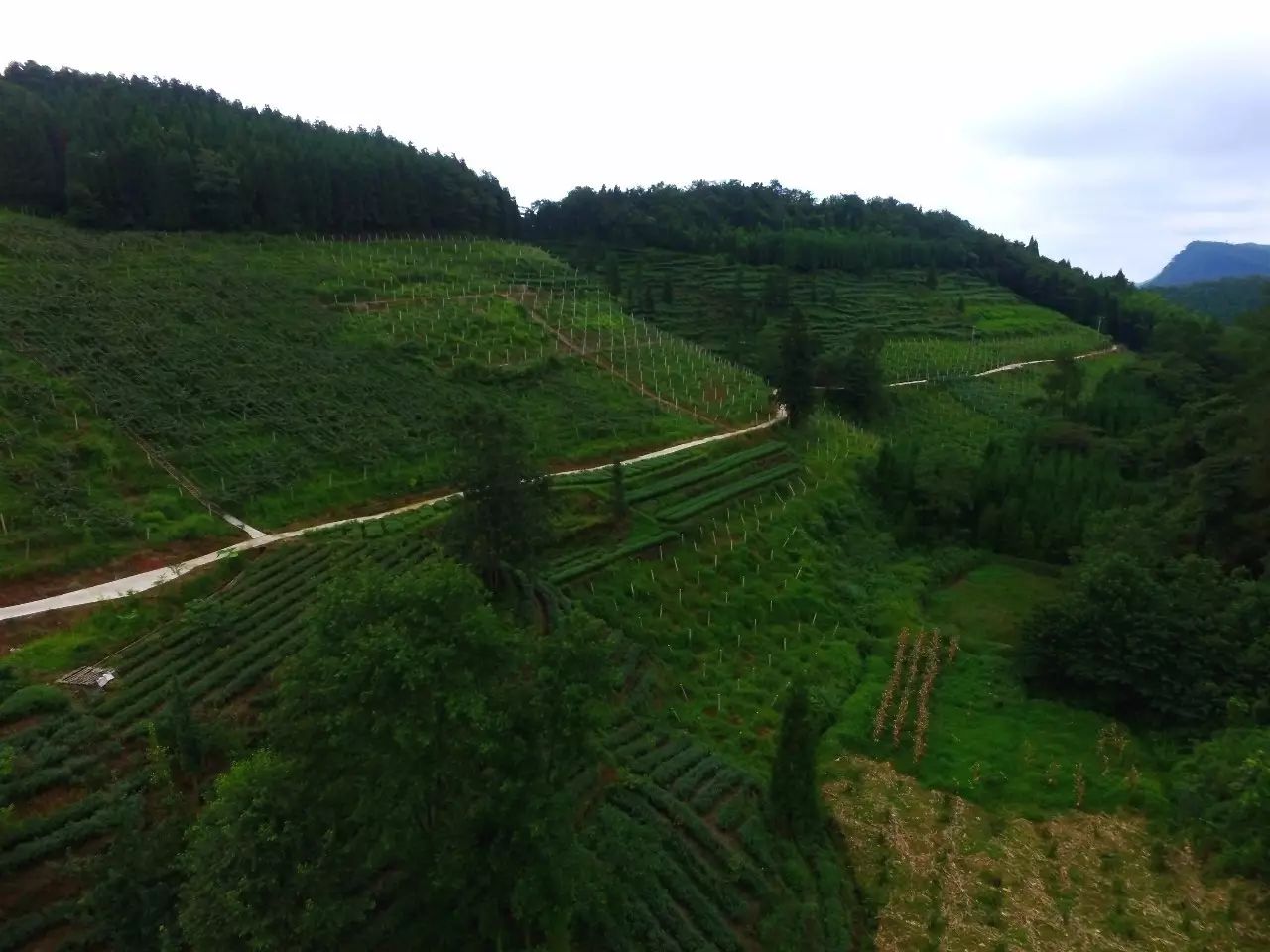 丹棱应季水果有什么,丹棱哪种水果最好