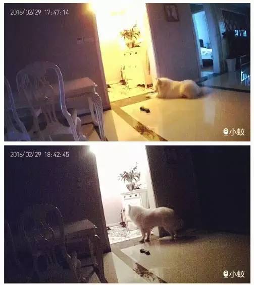 我不在的时候狗狗都在干什么,主人不在家狗狗都在干什么感人