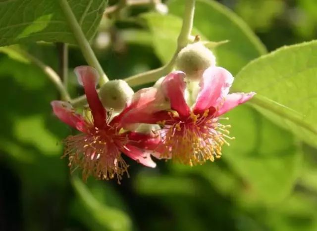 丹棱应季水果有什么,丹棱哪种水果最好