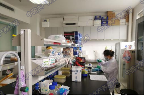 畜牧养殖动物常见疾病及控制措施,水产养殖中应激的危害及应对措施