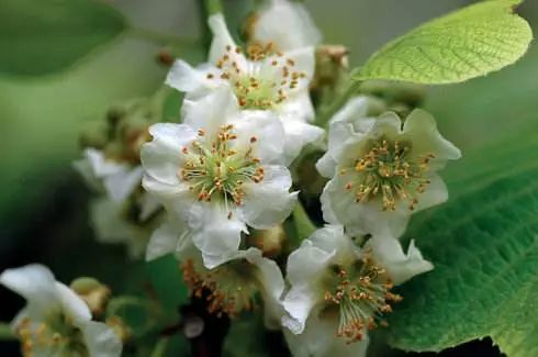 丹棱应季水果有什么,丹棱哪种水果最好