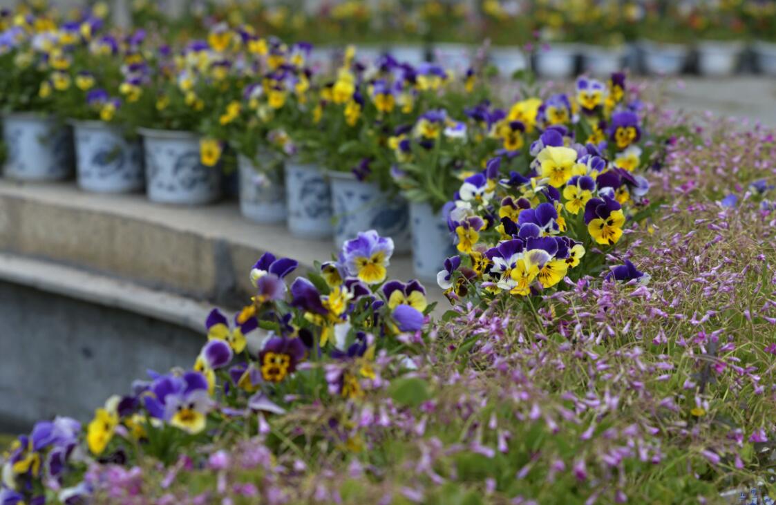 群芳争艳“宝贝园林”罗布林卡