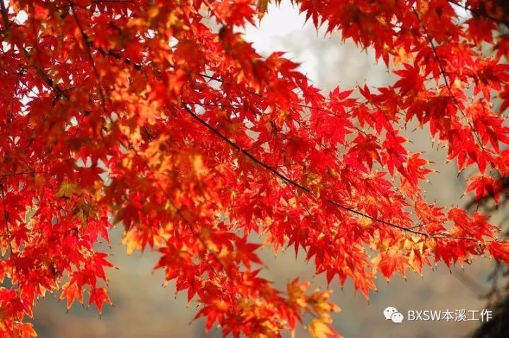 全年最美模式｜本溪预计接待游客650万人次交警送上全新“出行攻略”！