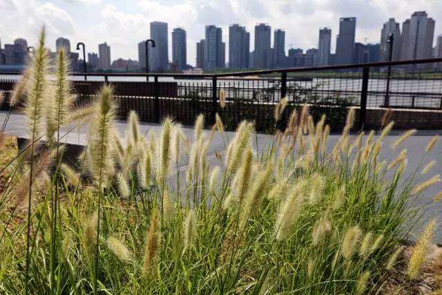 上海滨江岸线效果图,上海滨江岸线最新规划图