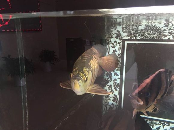 新手金龙如何饲养,金龙锁框