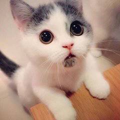 眼冒金星是有光斑吗,眼冒金星是缺氧吗