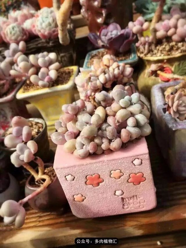 只有见过韩国肉友的阳台，才知道什么叫做物尽其用！