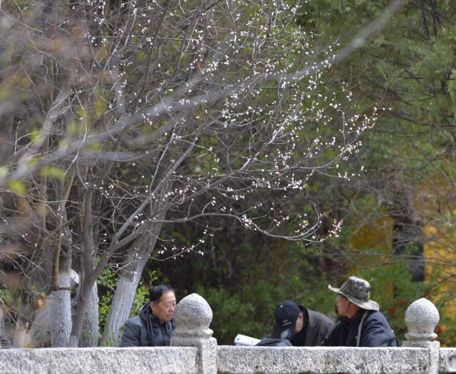 群芳争艳“宝贝园林”罗布林卡