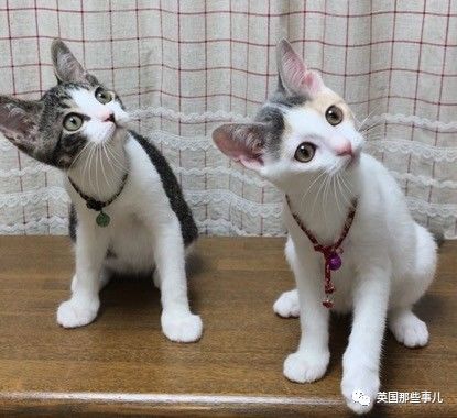 铲屎官养的猫夫妻,一对猫夫妇的铲屎官