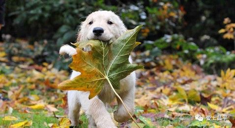 北京昌平十三陵民宿推荐,昌平民宿独立小院20人