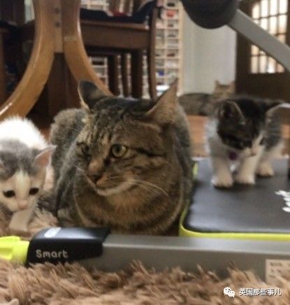 铲屎官养的猫夫妻,一对猫夫妇的铲屎官