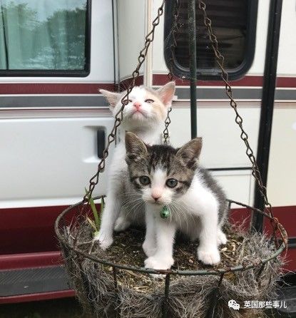 铲屎官养的猫夫妻,一对猫夫妇的铲屎官