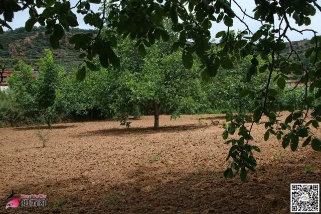 天水市委常委、副市长李晓东:我家门前清水流,漫山遍野鲜核桃!