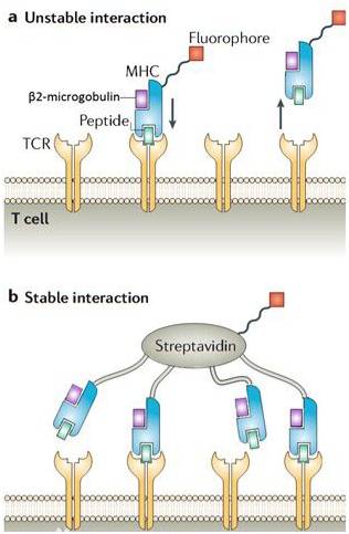t细胞活化的指标用什么检测,t细胞检验