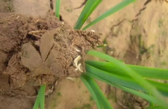 我是害虫！很多人却不认识我！