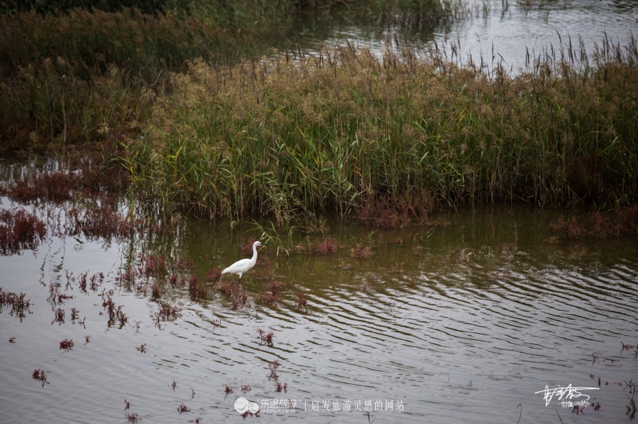 湿地观鸟自然体验,观鸟是一种宁静的心境