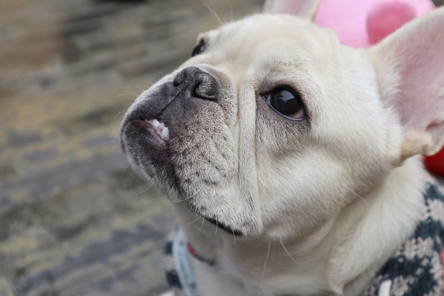 佳能eosm100基础教程,佳能eosm100效果