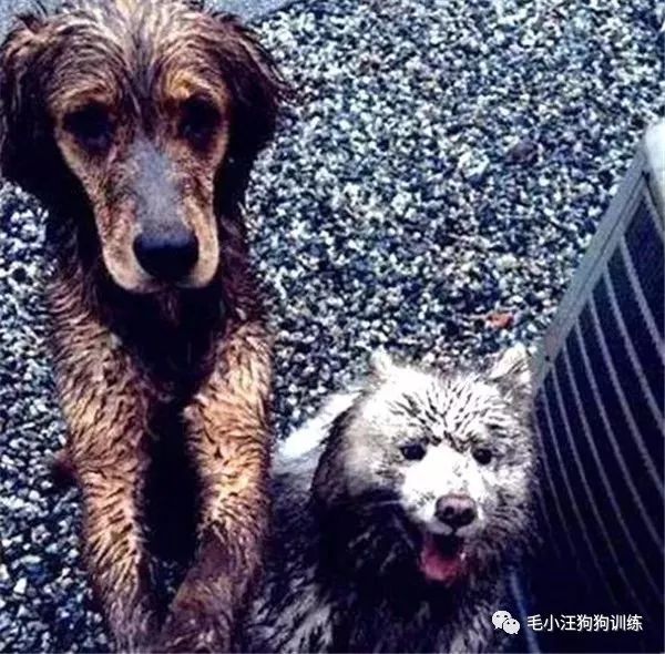 附近的宠物店太多怎么办,被全国的宠物店拉黑的狗