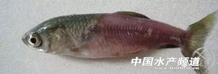 鱼类出血病复发的原因,一文读懂鲨鱼鳍结构