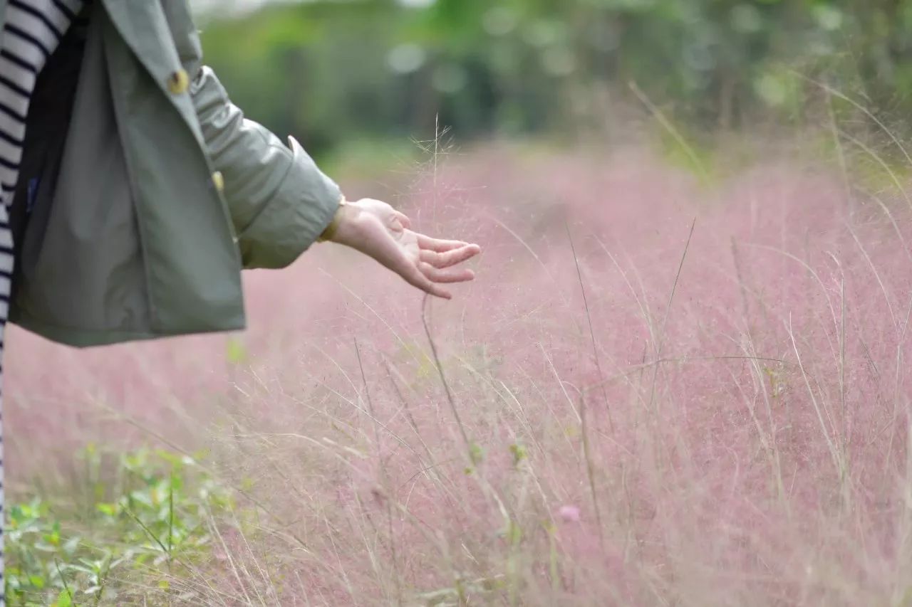花田里逛了3小时，花材、花束、年度美照都有了