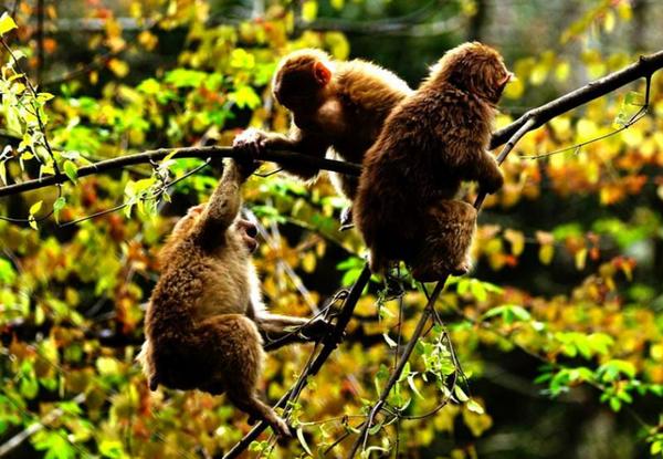 金秋彩林旅游景点,金秋彩林风景区