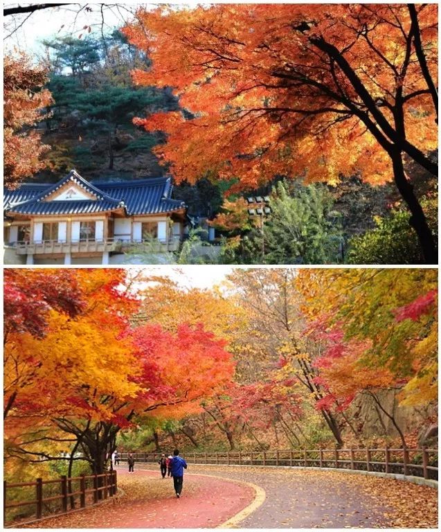 又是一年赏枫季,又是一年赏秋季