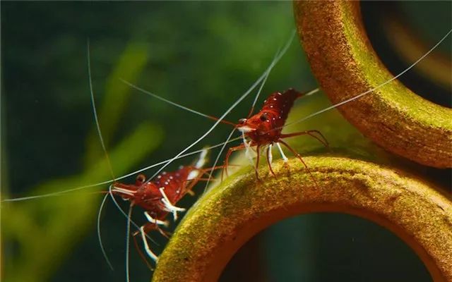 苏虾饲养注意事项,苏虾的养殖方法和注意事项