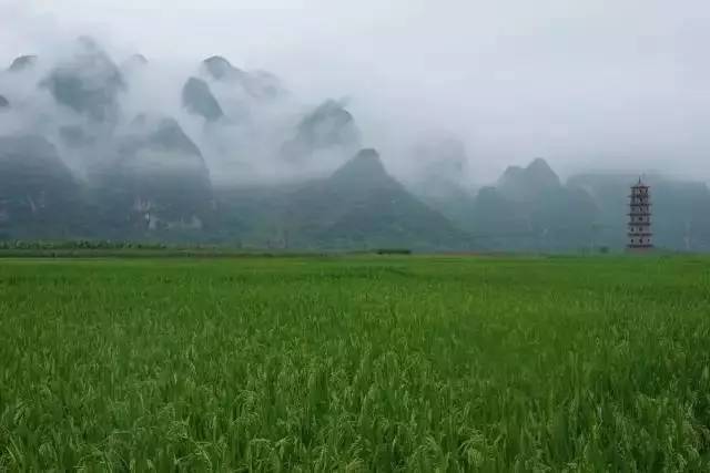 果园免费试吃,果园免费试吃大全