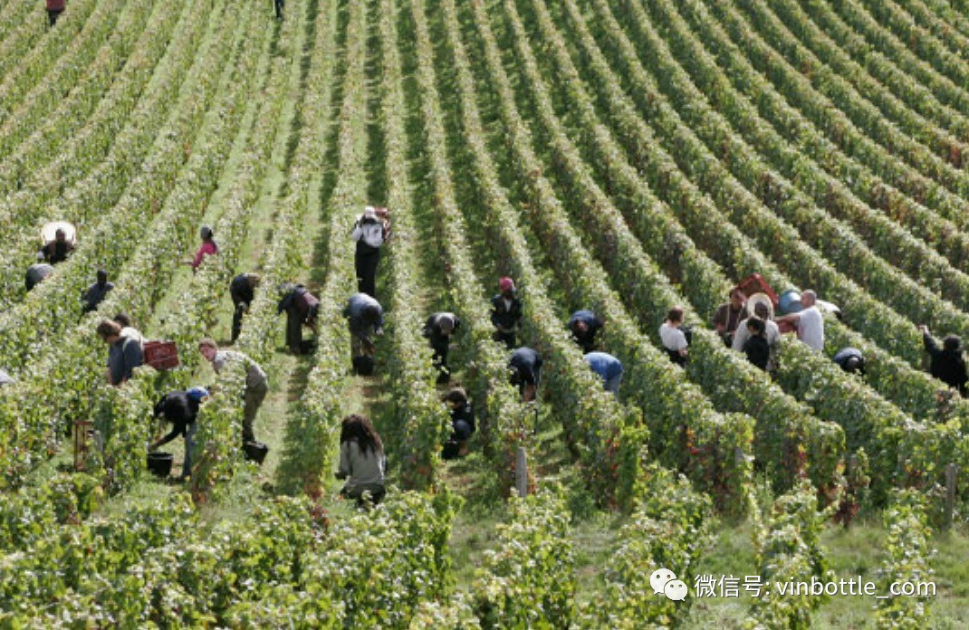 荐酒|Meo-Camzuet,生而传奇