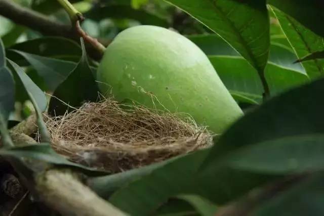 果园免费试吃大全,2019果园免费试吃