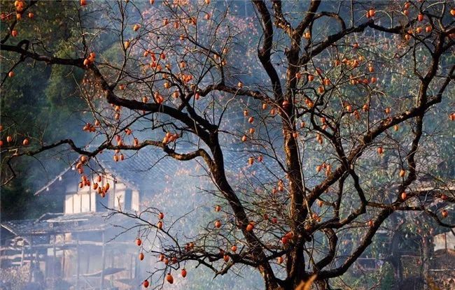 这是一份打开“楠溪江之秋”调色板的攻略！请收下！