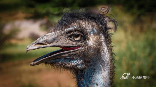 嘿，你吃过蓝蛋吗？