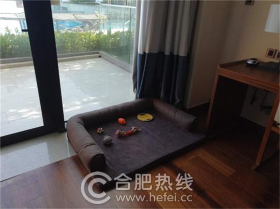 瀹犵墿鏂版父,瀹犵墿鏃呮父瓒嬪娍