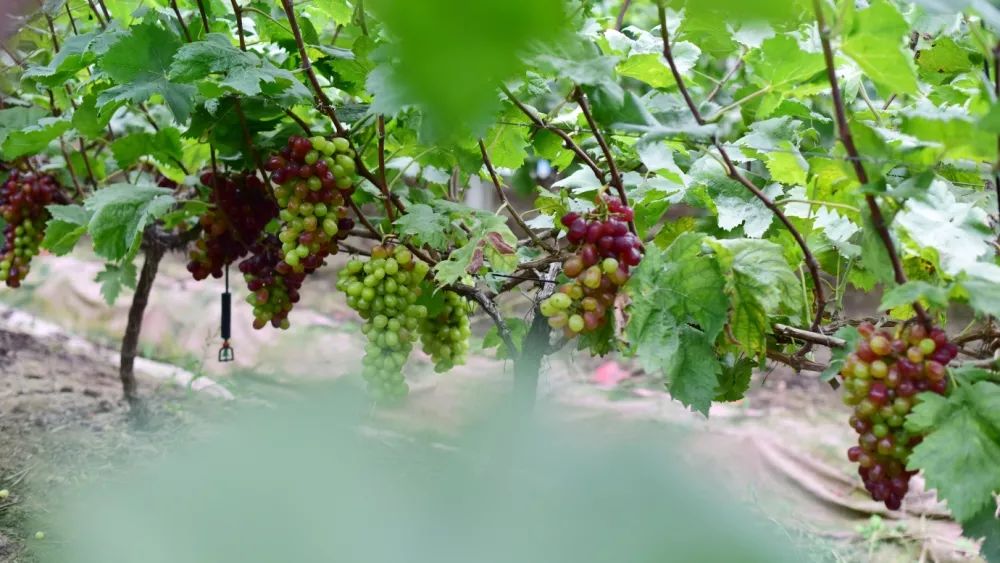 十月采摘水果,红提采摘节