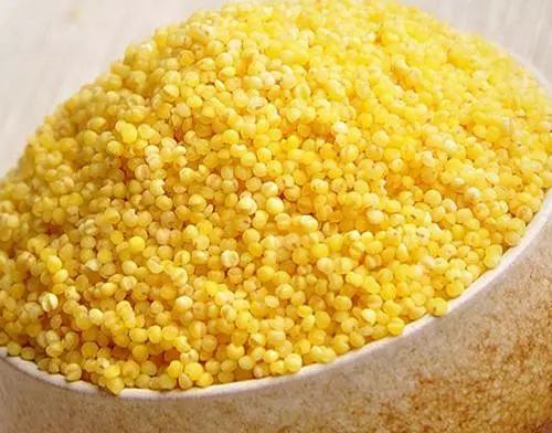 菘蓝花开,菘蓝开花