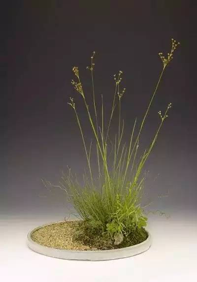 一花一世界一草一天堂一叶一菩提,一花一世界一草一天堂歌曲