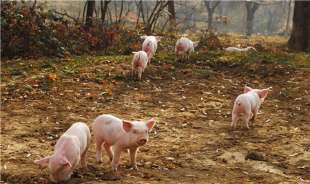 最可爱的中国养猪人,我为你歌唱!