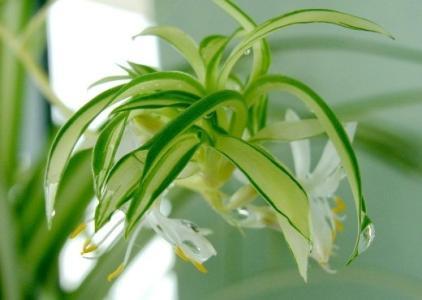 吊兰的栽培方法和注意事项图片,油画吊兰怎样养护才能垂吊在盆外