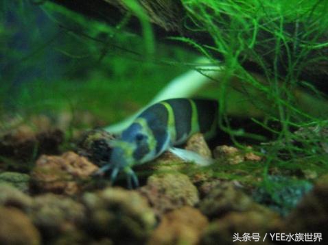 鱼缸里养泥鳅的正确方法,泥鳅好养吗适合养在鱼缸里吗