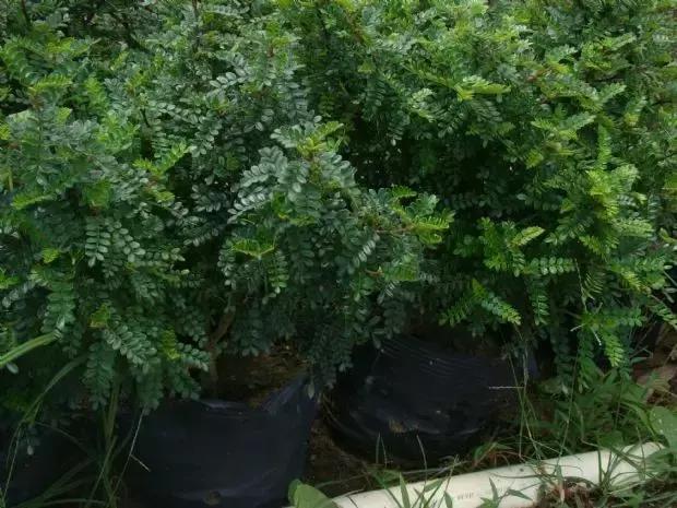 驱蚊草天竺葵怎么养殖,驱蚊草香叶天竺葵对猫咪有害吗